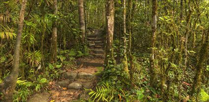 Mossman Gorge - QLD T (PBH4 00 16986)